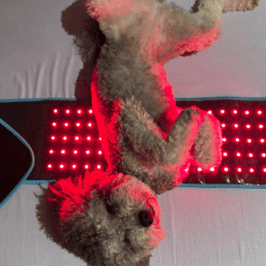 Exoh™ Red Light Therapy Belt