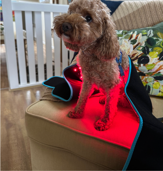 Exoh™ Red Light Therapy Belt