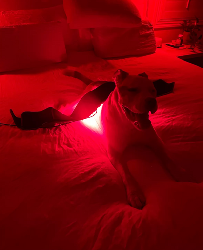 Exoh™ Red Light Therapy Belt